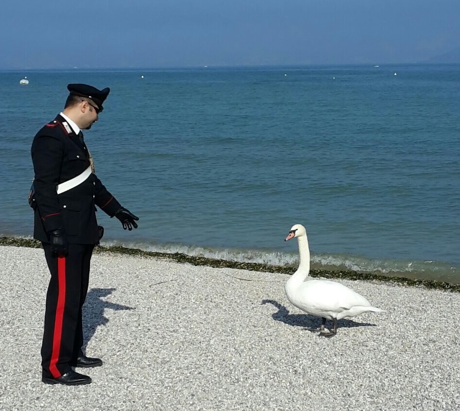 Cigno reale ucciso a sassate