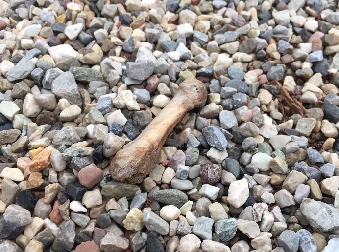 Cimiteri, così non va: incuria e ossa abbandonate