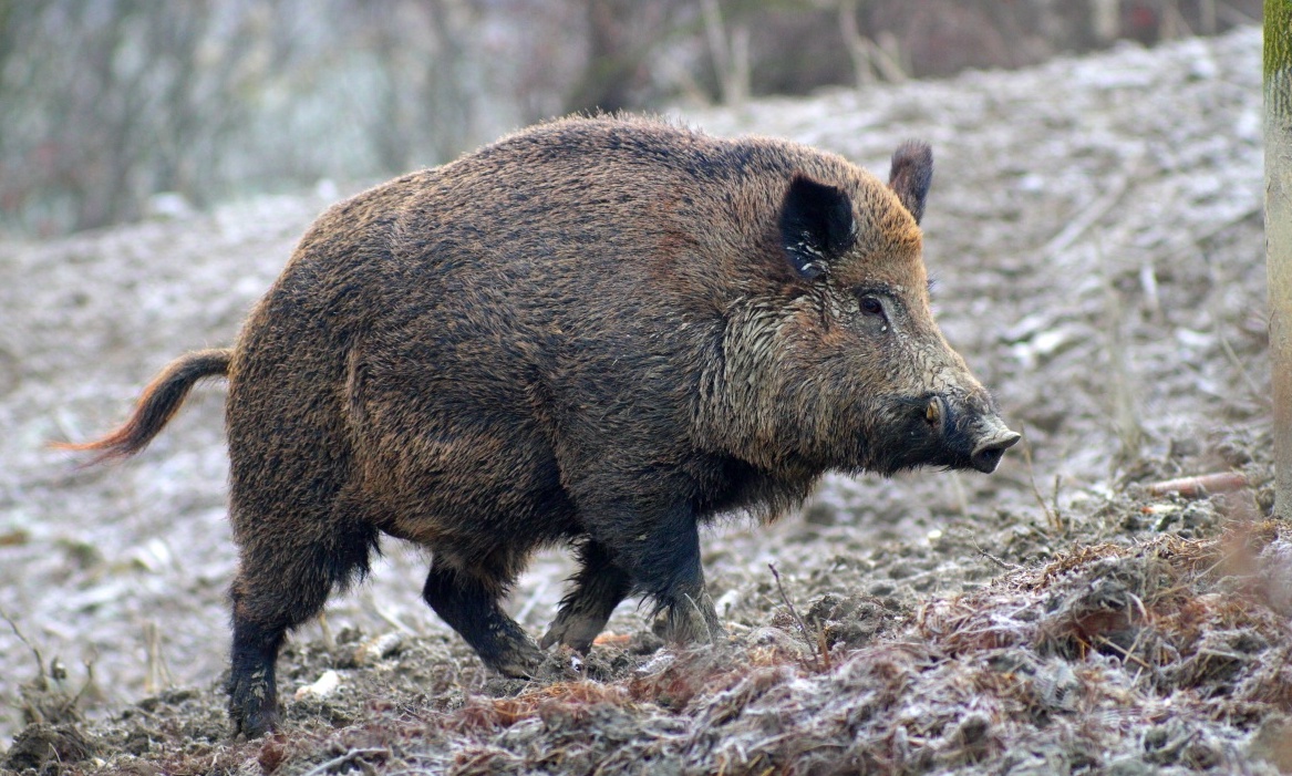 Aggredito da mamma cinghiale sul monte di Iseo