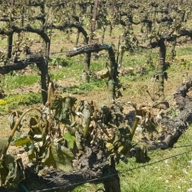 Coldiretti: sul Garda gelate a macchia di leopardo