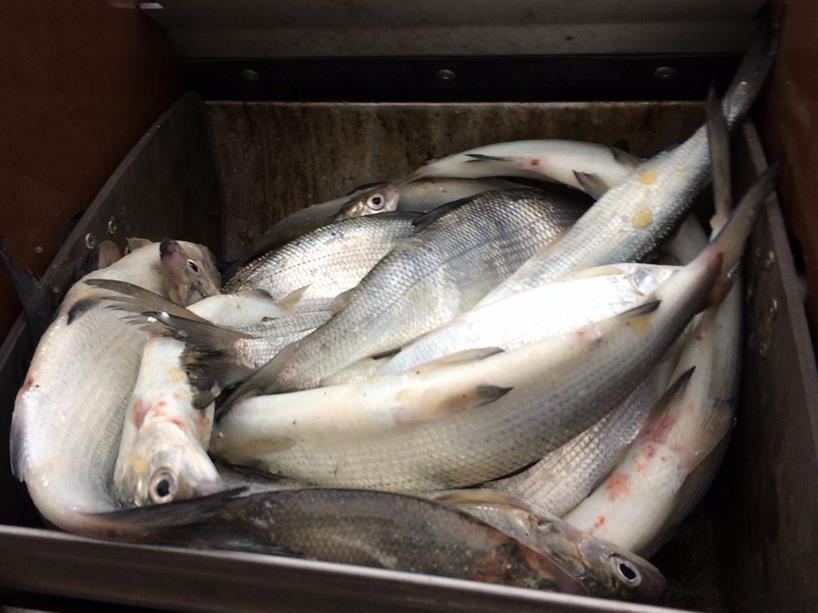 Controlli sulle rive del lago: pescatori sotto osservazione