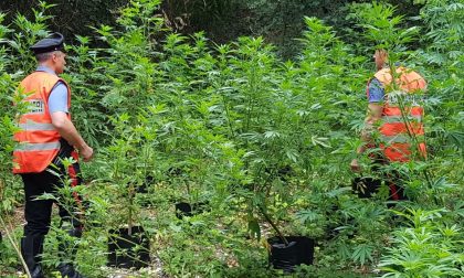 Costermano, arresto per coltivazione di marijuana