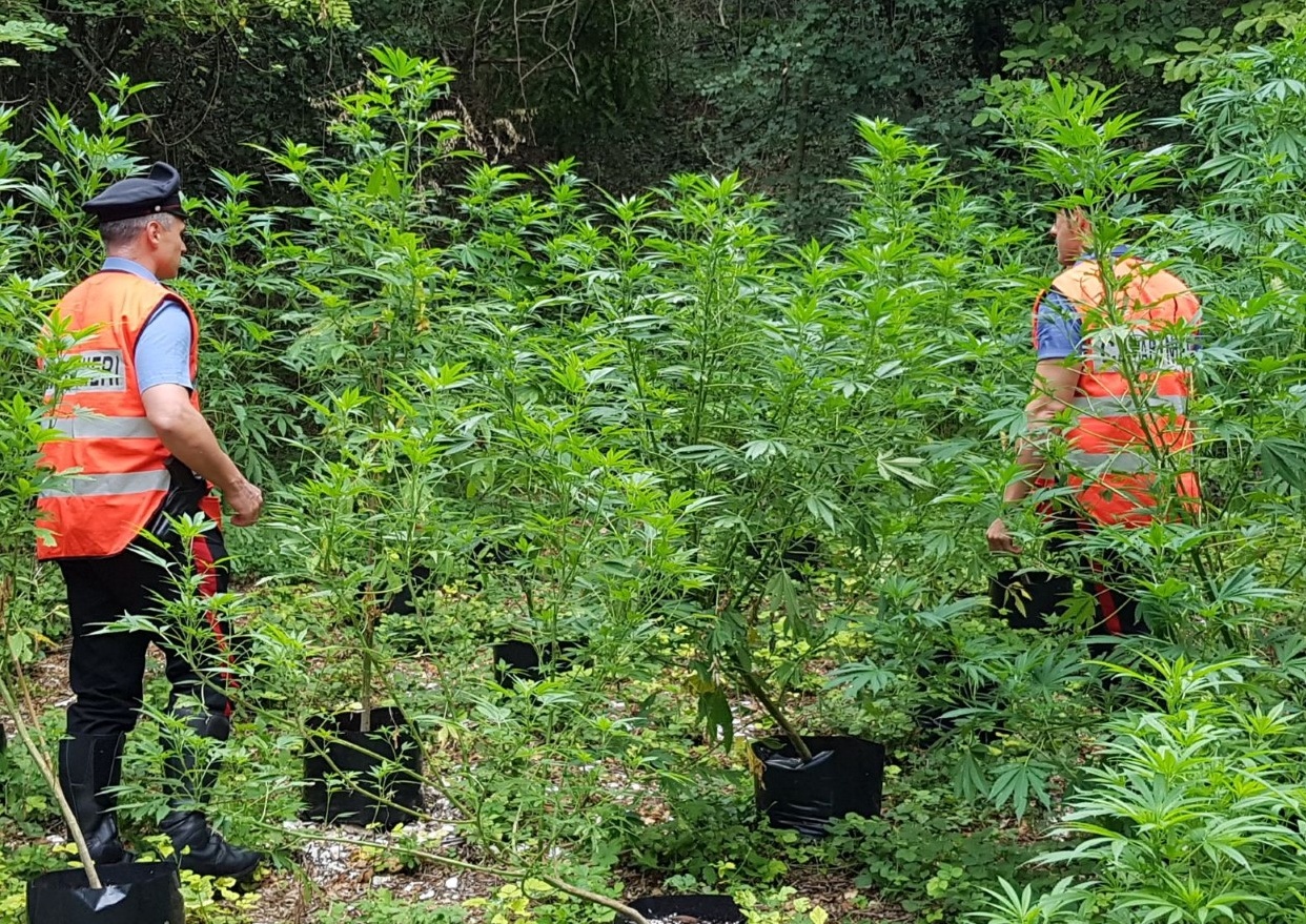 Costermano, arresto per coltivazione di marijuana