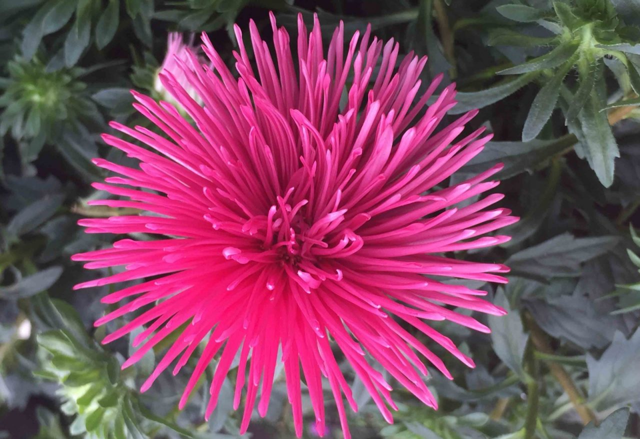 Dal 23 settembre torna il Garden Festival d’Autunno