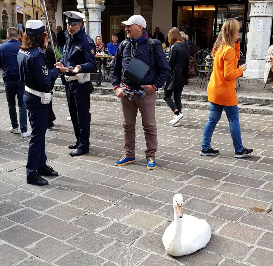 Desenzano: cigno preso a calci
