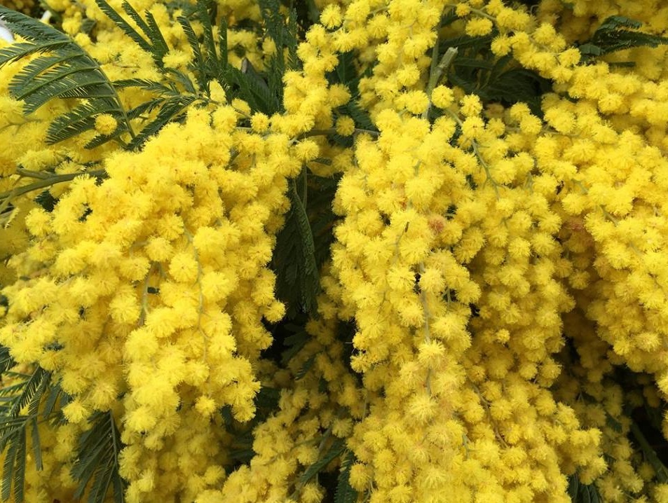 Desenzano, gli eventi per la festa della donna