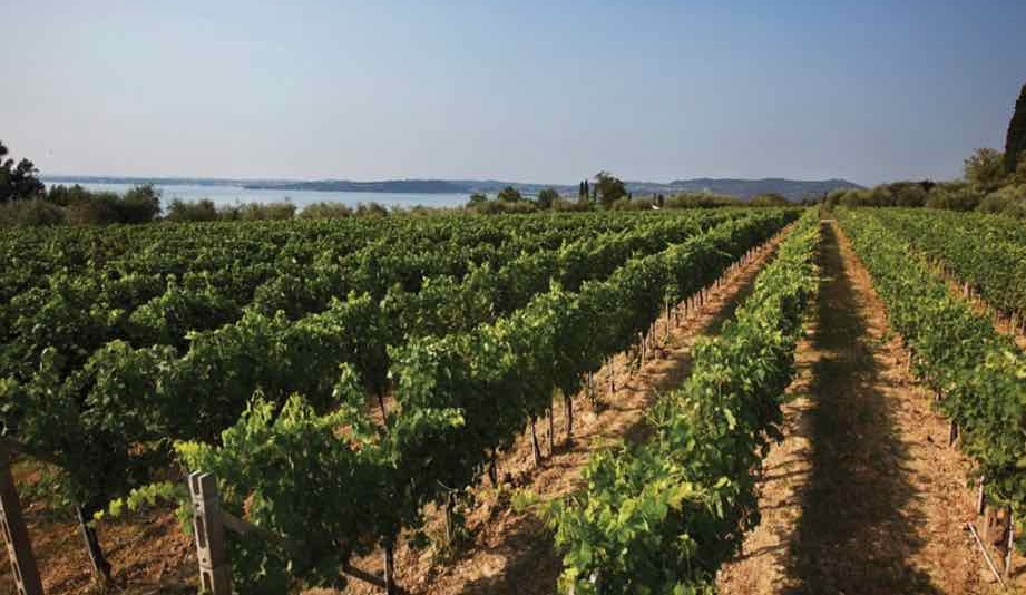 Domani si celebra il Lugana Doc