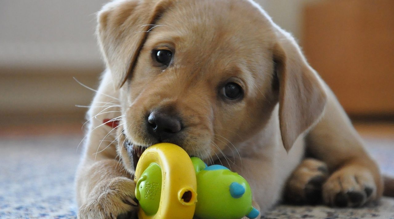 ECCO “SIMPATICHE ZAMPETTE”: VOTATE IL VOSTRO ANIMALE!