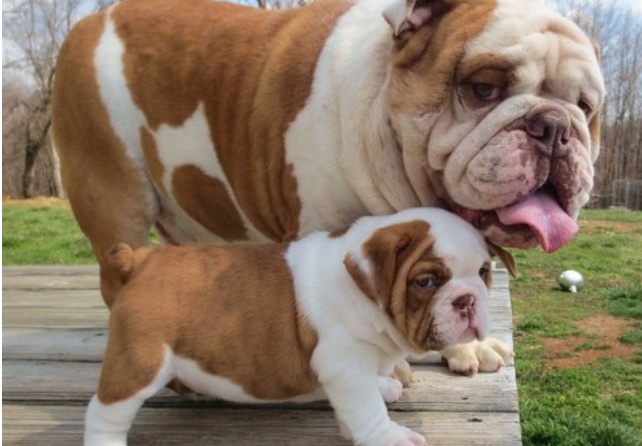 FAI VINCERE IL TUO MIGLIOR AMICO