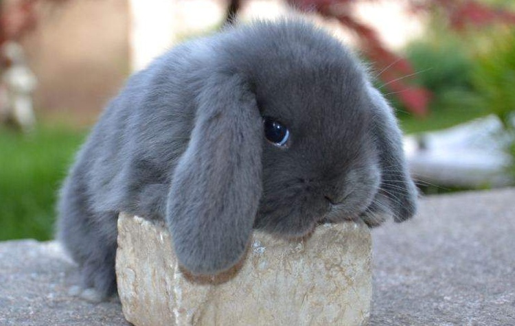 Fai vincere il tuo animale!