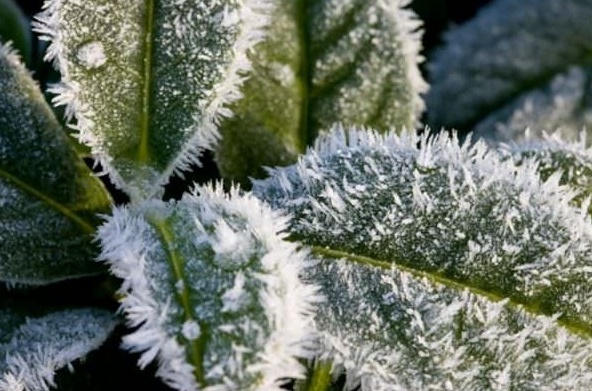 Gelo, dimezzate le consegne di frutta e verdura