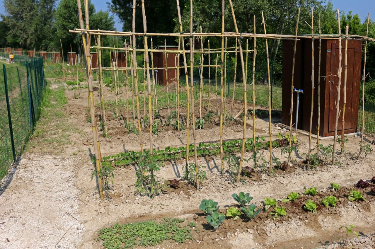 Gestire un orto, un corso spiega come