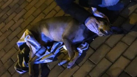 Ha guaito per tre ore. Poi è morto…