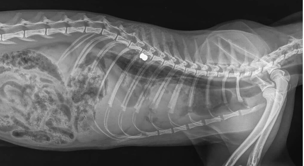 Gatta uccisa da un proiettile