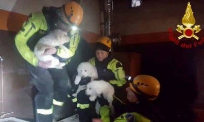 Hotel Rigopiano: salvati i 3 cuccioli!
