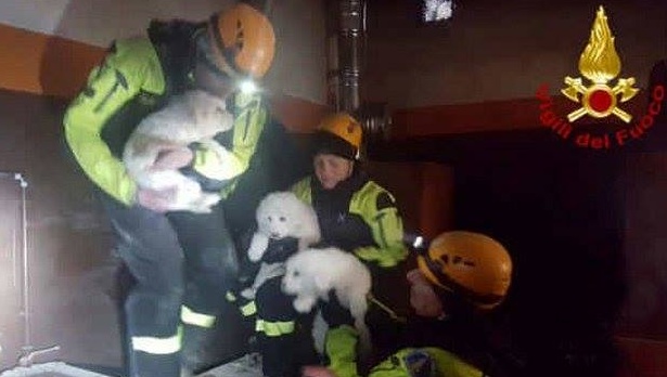 Hotel Rigopiano: salvati i 3 cuccioli!