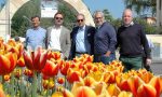 I tulipani del Sigurtà a Bardolino