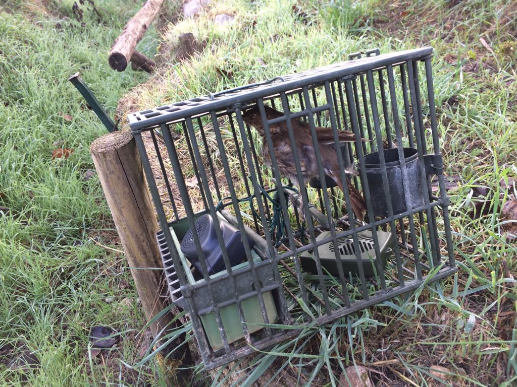 Cacciatore irregolare arrestato dai carabinieri