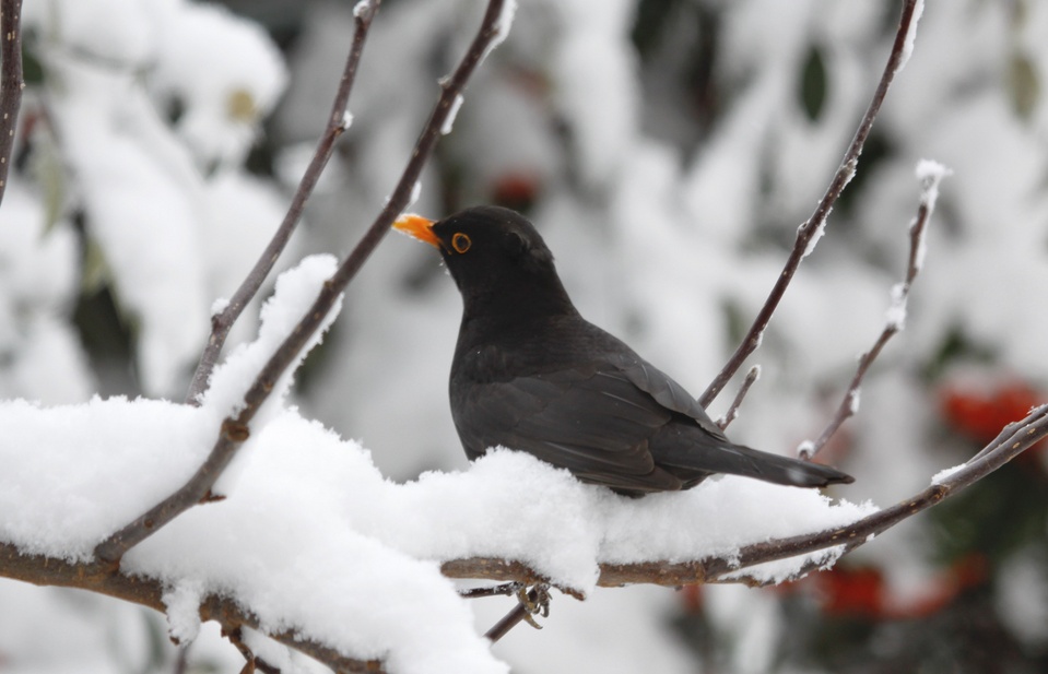 In arrivo i “Giorni della merla”. Perché si chiamano così?