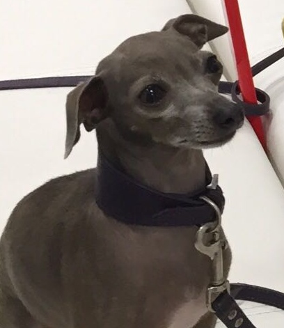 Investito il levriero rubato a Desenzano