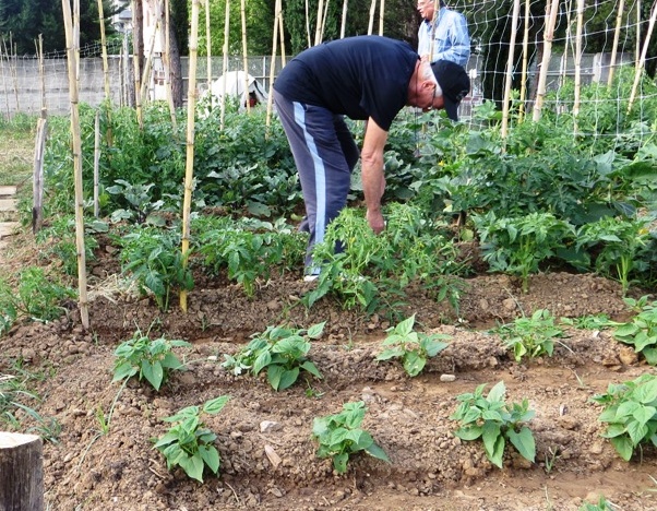 Ladri agli orti comunali di Salò