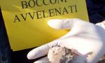 Lonato: allarme bocconi avvelenati