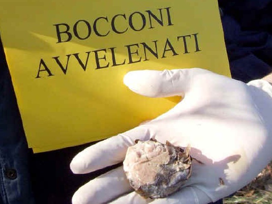 Bocconi avvelenati: massima allerta al Castello Oldofredi di Iseo
