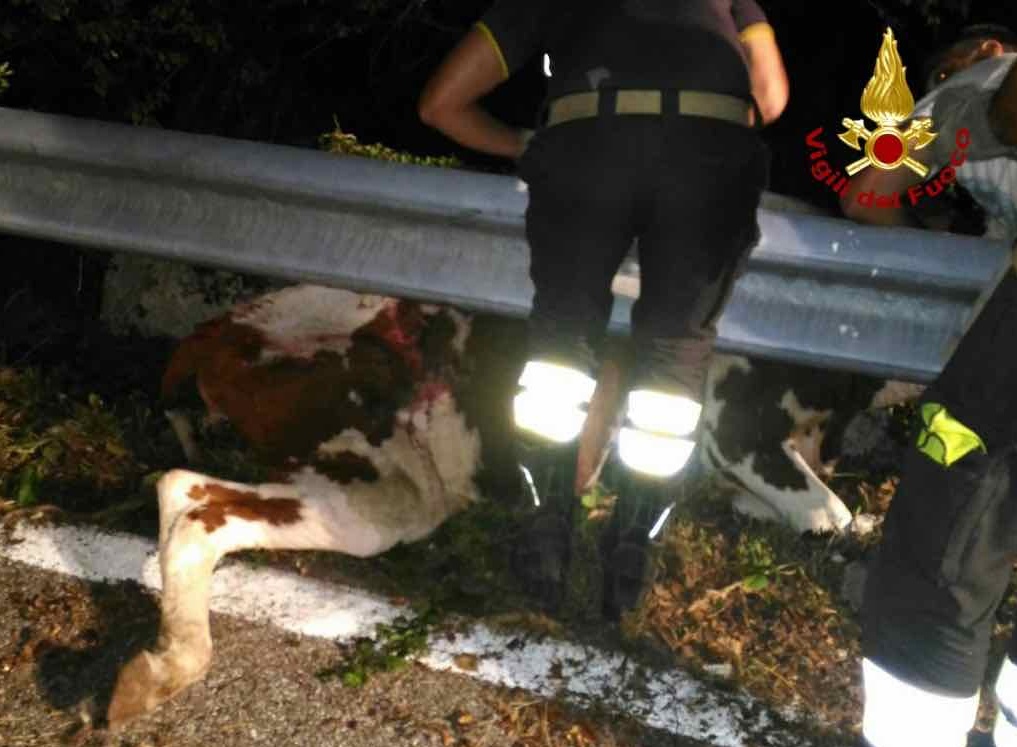 Mucca salvata dai Vigili del Fuoco