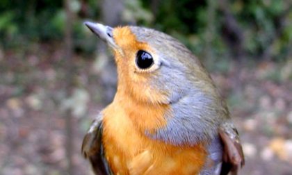 Nascondeva trappole per uccelli, arrestato