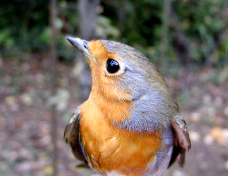 Nascondeva trappole per uccelli, arrestato