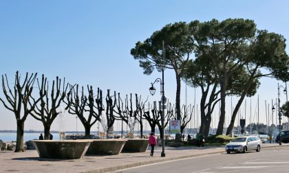 Nuovi alberi sul lungolago di Desenzano