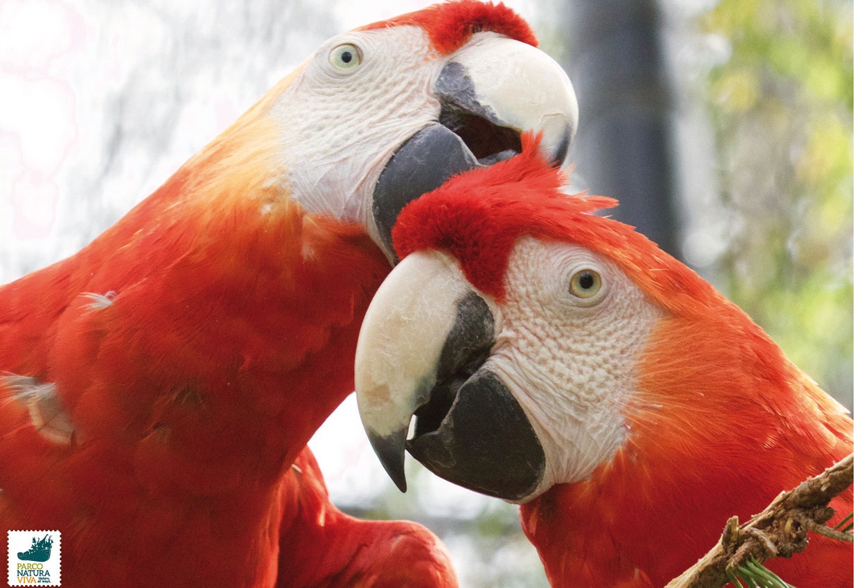 Pappagalli innamorati: in arrivo il terzo pulcino