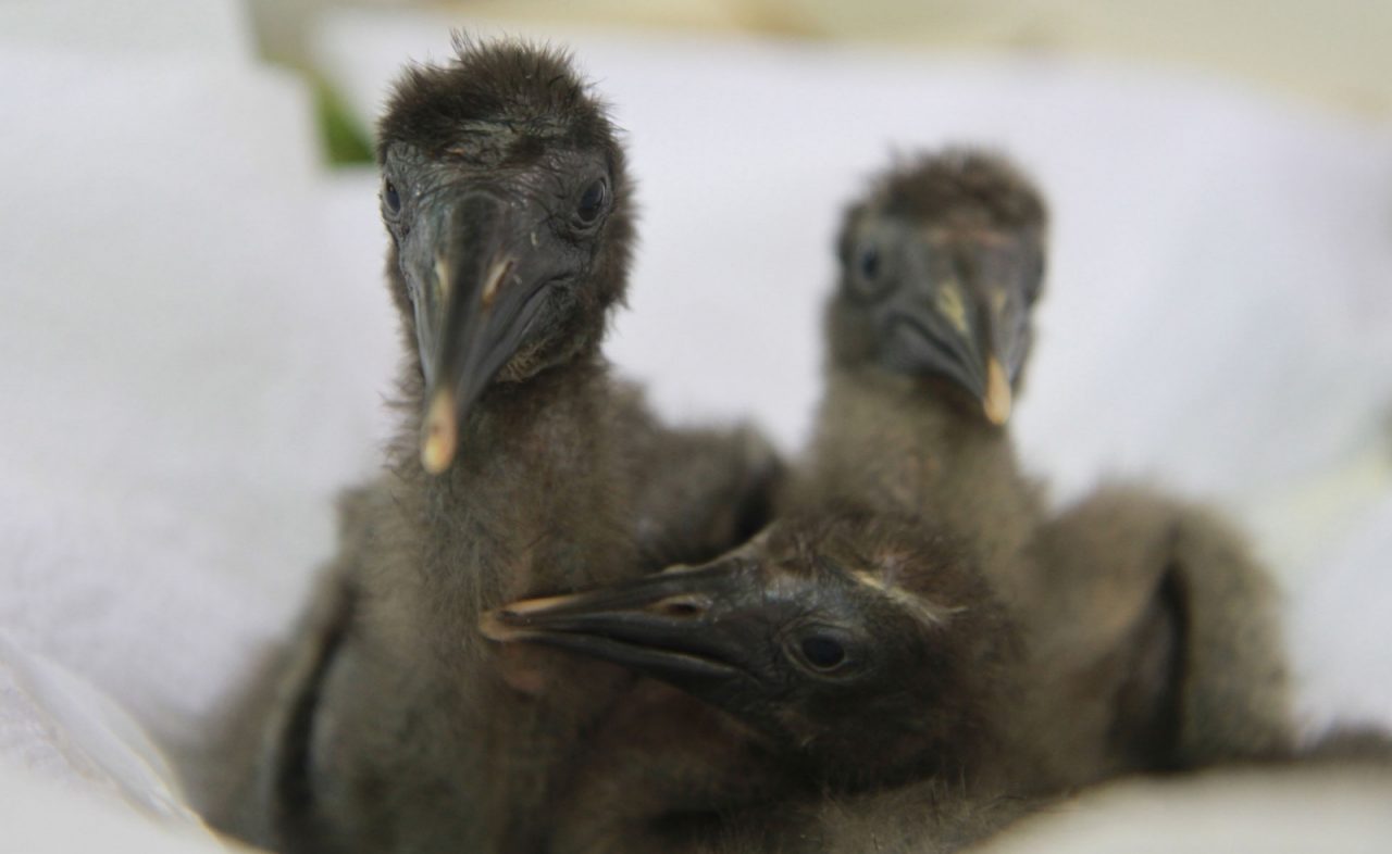 Parco Natura Viva, nati 31 pulcini di Ibis