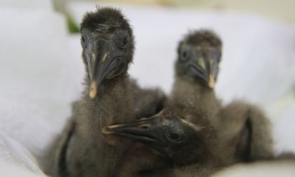 Parco Natura Viva, nati 31 pulcini di Ibis