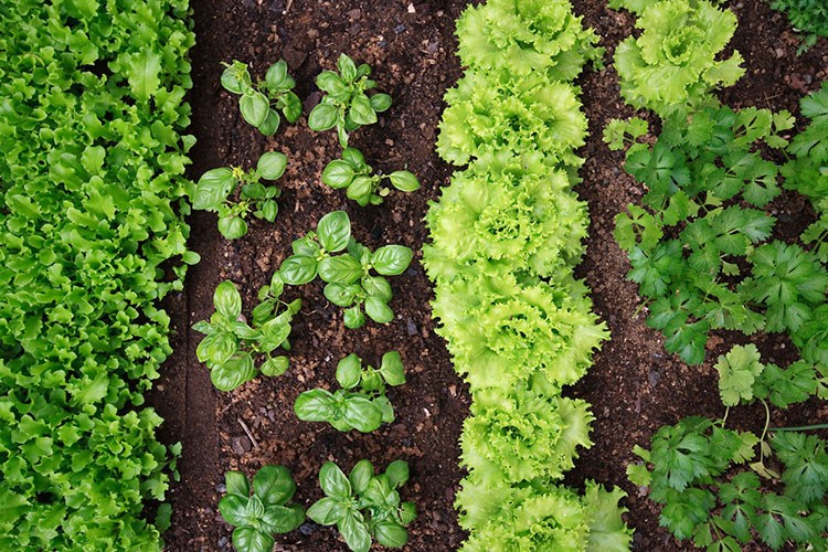 Giovani scolari piantano 100 alberelli