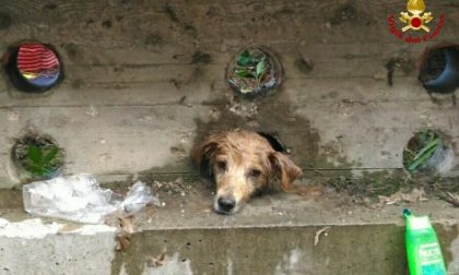 Pompieri salvano cagnolino incastrato