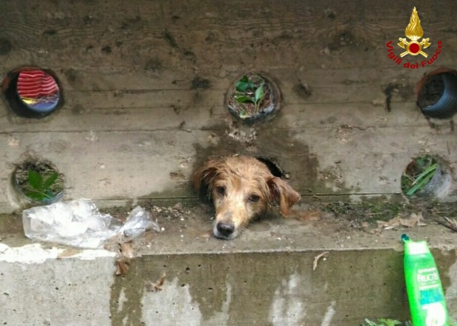 Pompieri salvano cagnolino incastrato