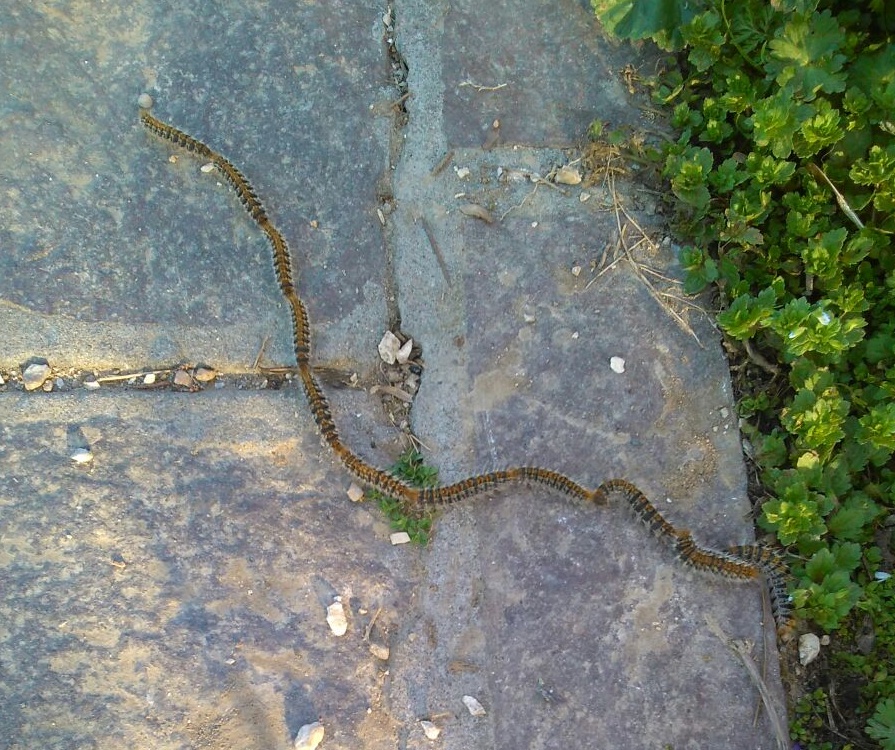 Processionarie nel parco di Desenzano
