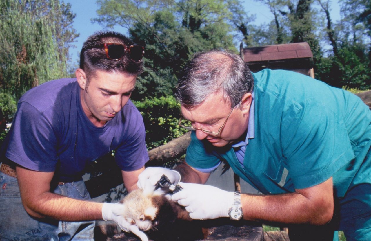 Puma, elefanti, orsi e i felini di Gheddafi: Alessandro Salvelli, una vita per gli animali
