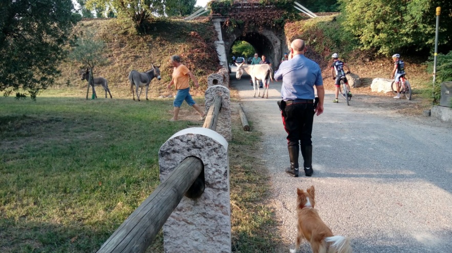 Quaranta asini in fuga a Desenzano – IL VIDEO