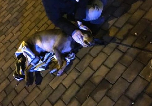 Quel cane è stato lasciato morire?