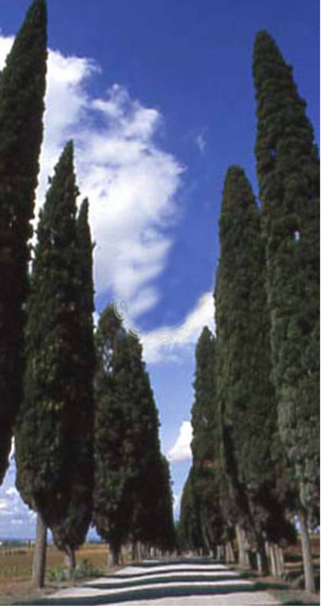 Salò: al  lavoro per la salvaguardia dei cipressi