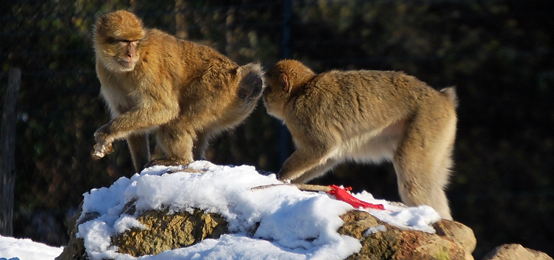 Scimmie in canottiera
