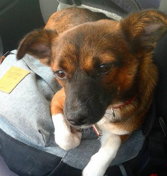 Segnalazione cane scomparso da condividere