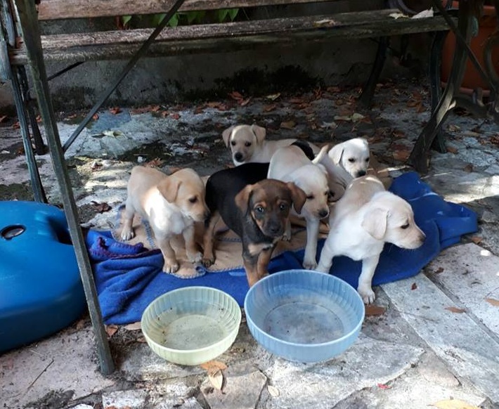 Sette cuccioli cercano casa