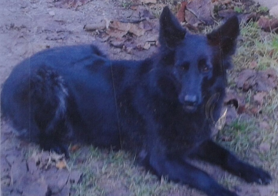 Si cercano i colpevoli della morte di Miccy