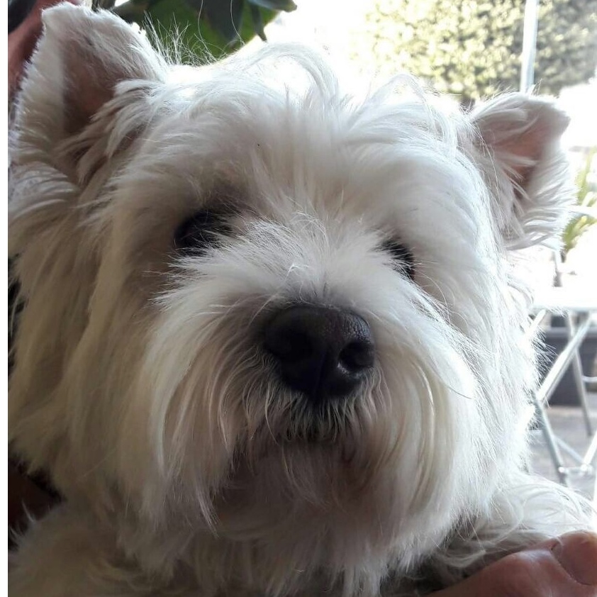 Simpatiche Zampette: Kelly la protagonista della settimana