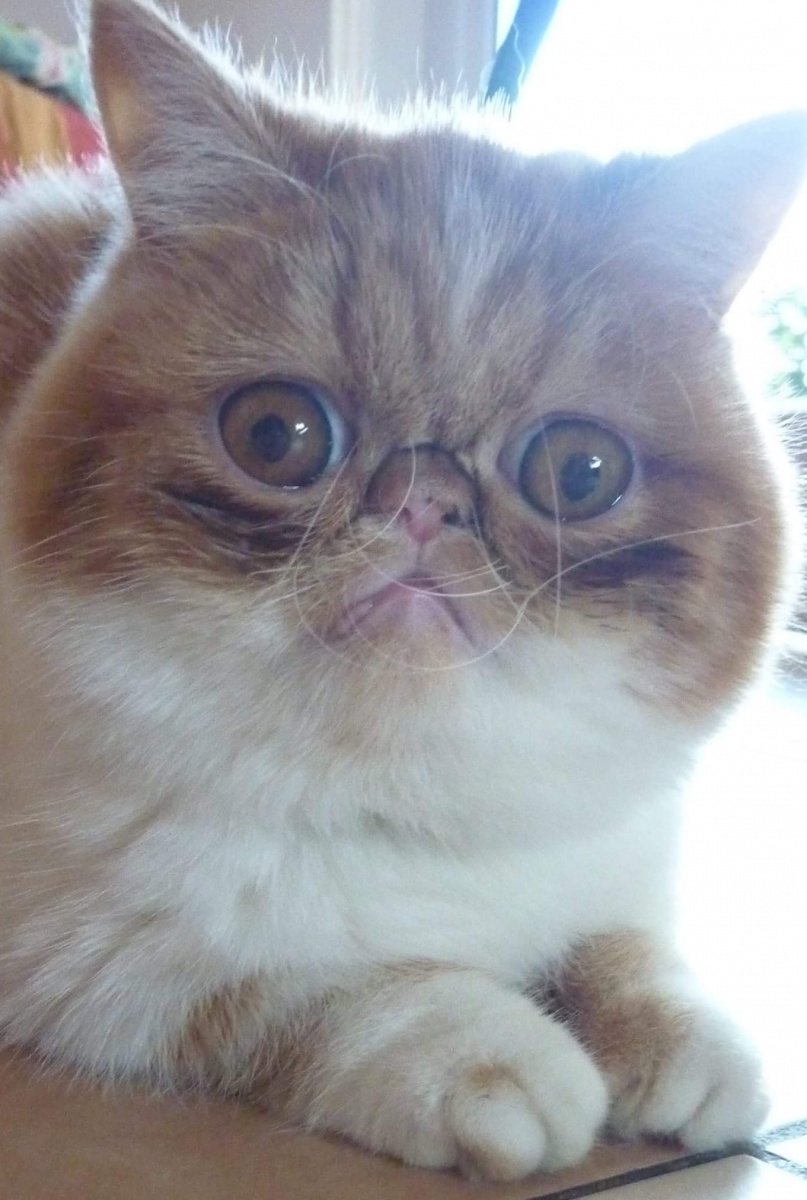 Simpatiche Zampette: aumentano i concorrenti