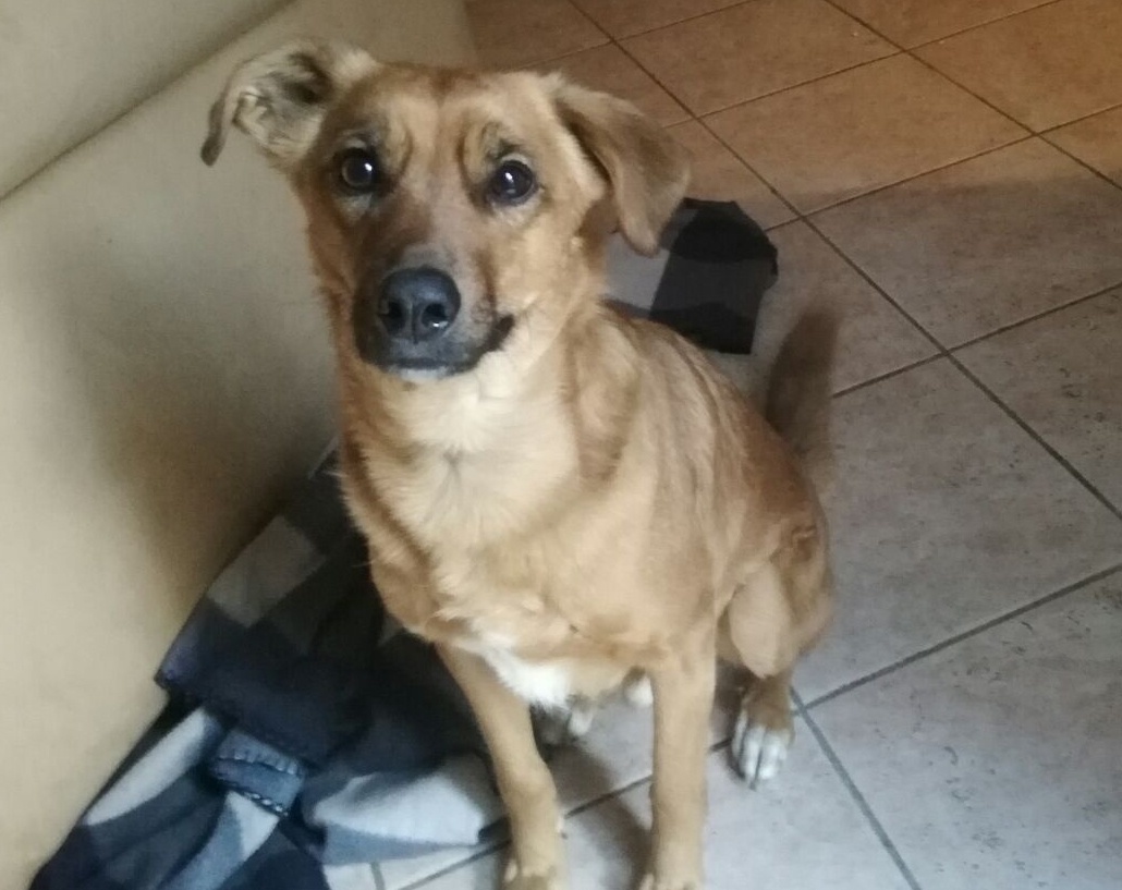 Simpatiche Zampette: stop alle votazioni