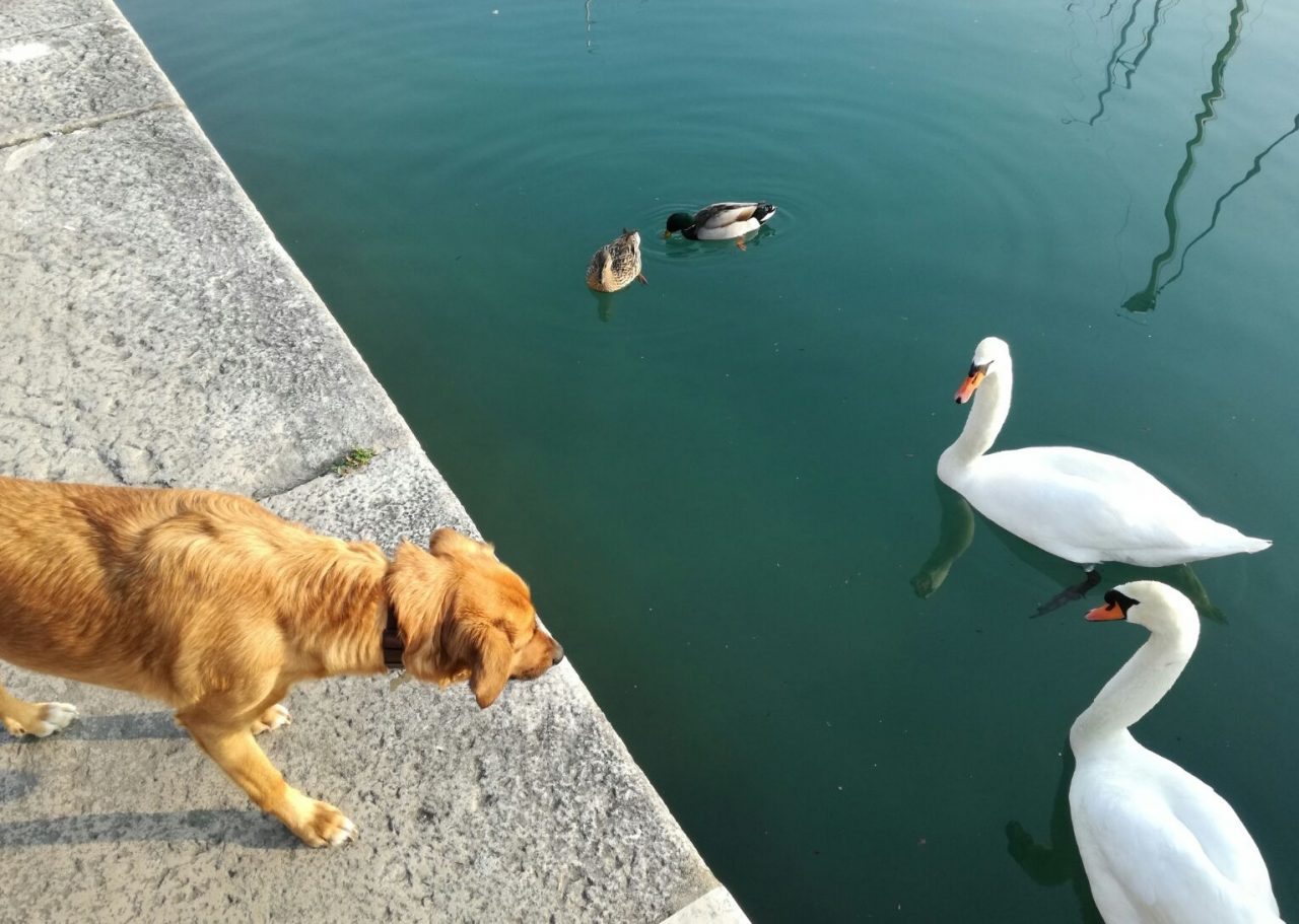 Simpatiche zampette: il tagliando vale 5 punti